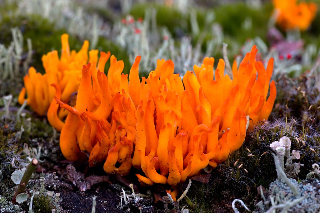 Oisterwijkse Bossen en Vennen Kampina natuurgebied natuur hdr oisterwijk Nationaal park Landschap Het Groene Woud hei heide bossen natuurmonumenten brabant